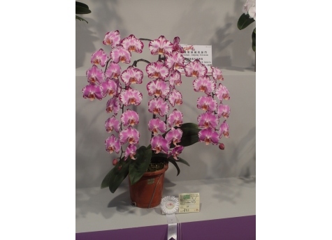 activity-image